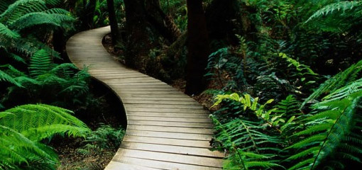 Grassy path